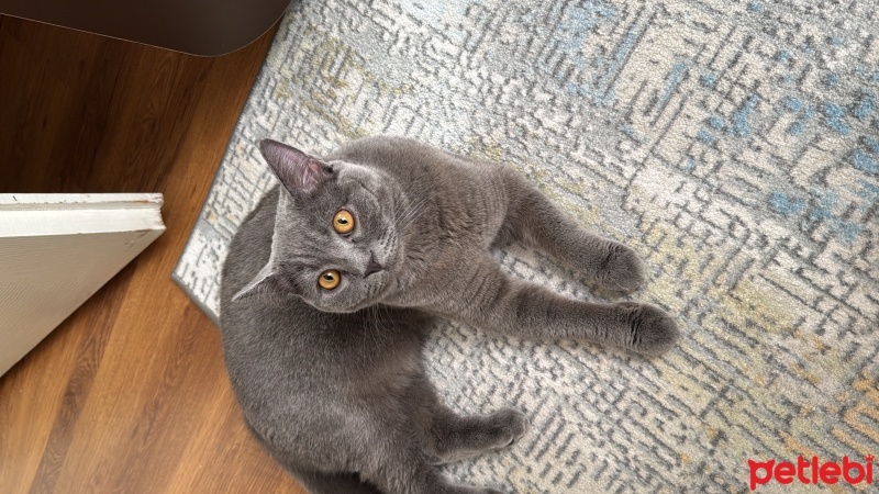 Brazilian Shorthair, Kedi  Çaki fotoğrafı