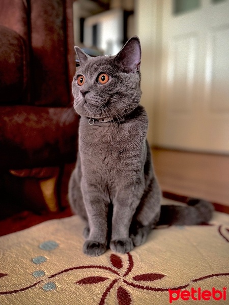 Brazilian Shorthair, Kedi  Çaki fotoğrafı