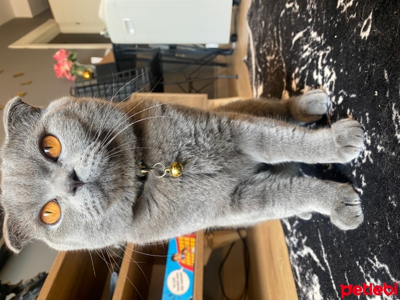 Scottish Fold, Kedi  Sonik fotoğrafı