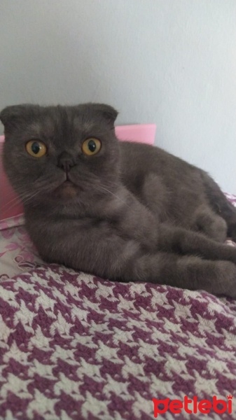 Scottish Fold, Kedi  Yusha fotoğrafı