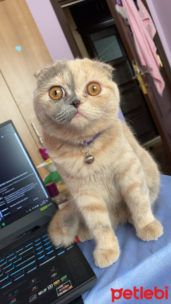 British Shorthair, Kedi  Mochi fotoğrafı