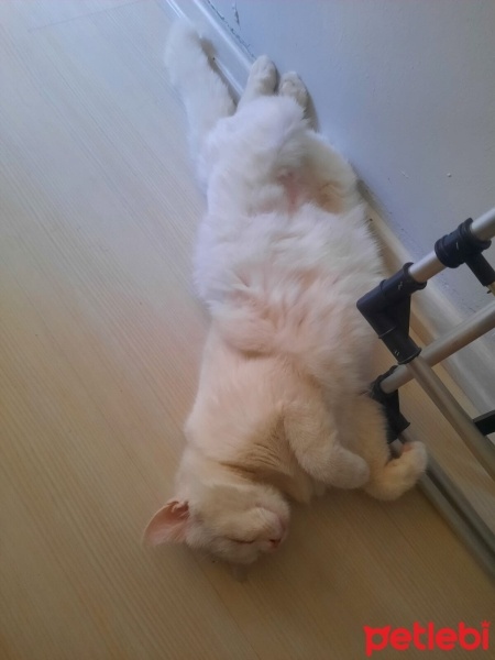 British Shorthair, Kedi  Prens fotoğrafı