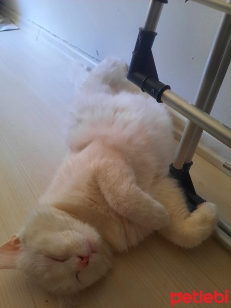 British Shorthair, Kedi  Prens fotoğrafı