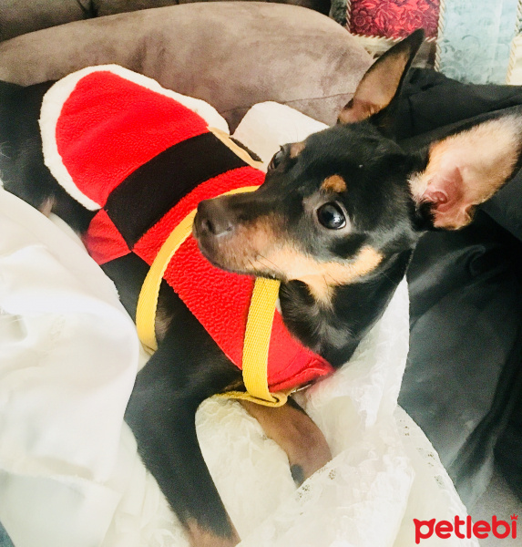 Minyatür Pinscher, Köpek  Dogie fotoğrafı