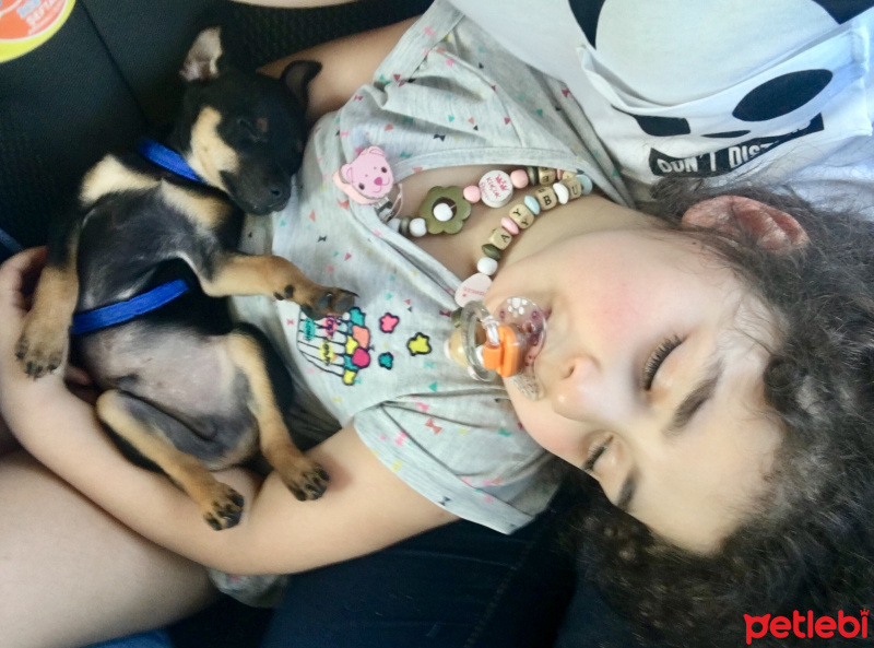 Minyatür Pinscher, Köpek  Dogie fotoğrafı
