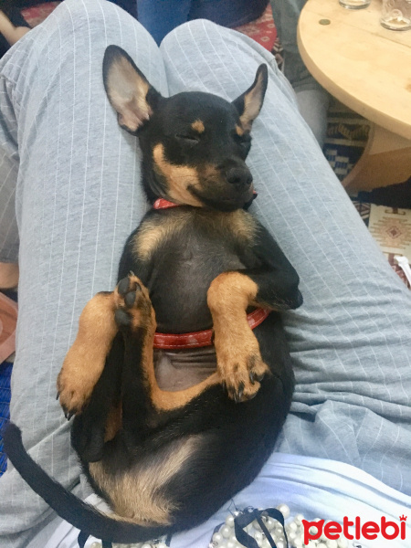Minyatür Pinscher, Köpek  Dogie fotoğrafı