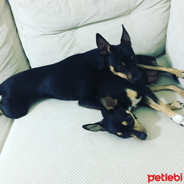 Minyatür Pinscher, Köpek  Dogie fotoğrafı