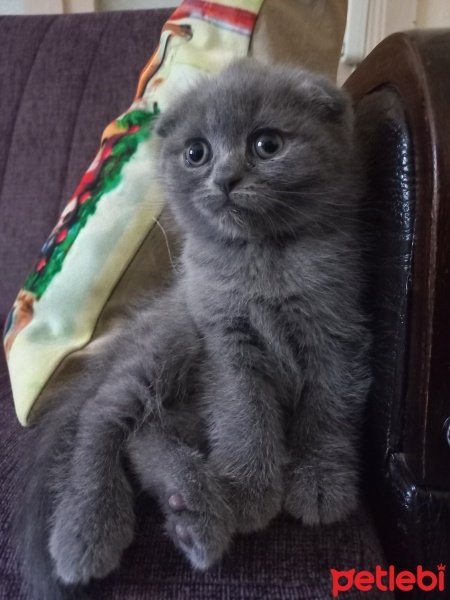 Scottish Fold, Kedi  Özgü fotoğrafı
