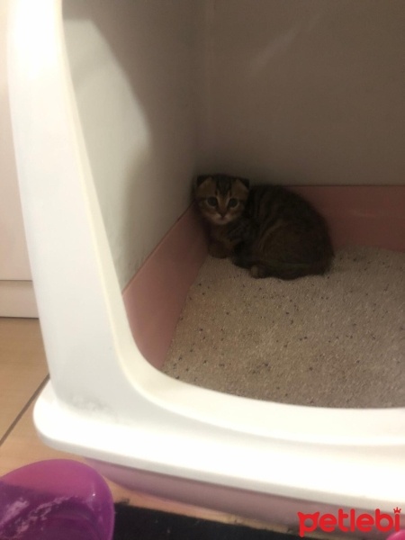 Scottish Fold, Kedi  Secilmedi fotoğrafı