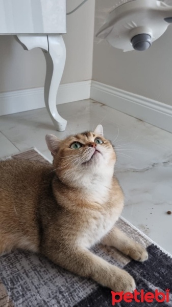 British Shorthair, Kedi  Daffy fotoğrafı