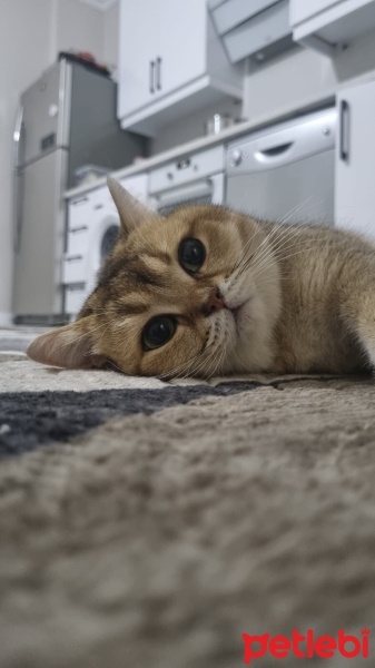 British Shorthair, Kedi  Daffy fotoğrafı