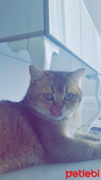 British Shorthair, Kedi  Daffy fotoğrafı