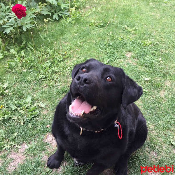 Labrador Retriever, Köpek  Tazi fotoğrafı