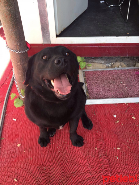 Labrador Retriever, Köpek  Tazi fotoğrafı