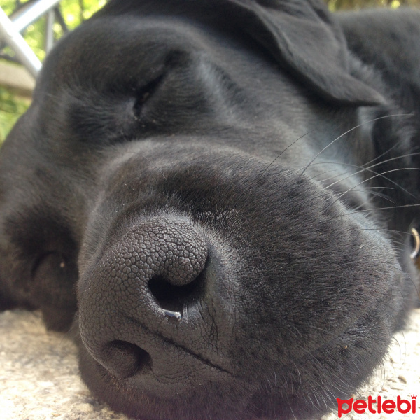 Labrador Retriever, Köpek  Tazi fotoğrafı
