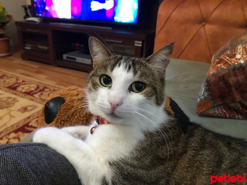 Tekir Kedi, Kedi  Şila ve zeytin fotoğrafı