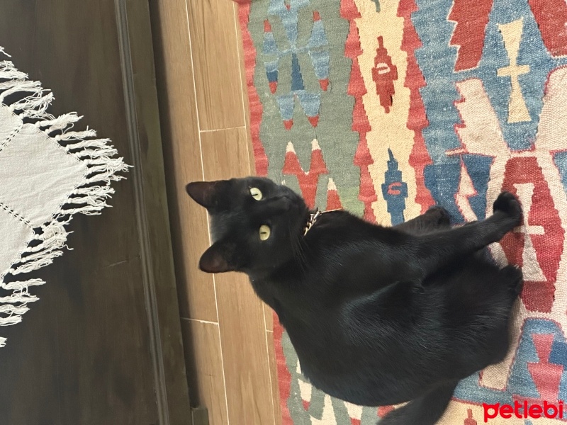 Tekir Kedi, Kedi  Şila ve zeytin fotoğrafı