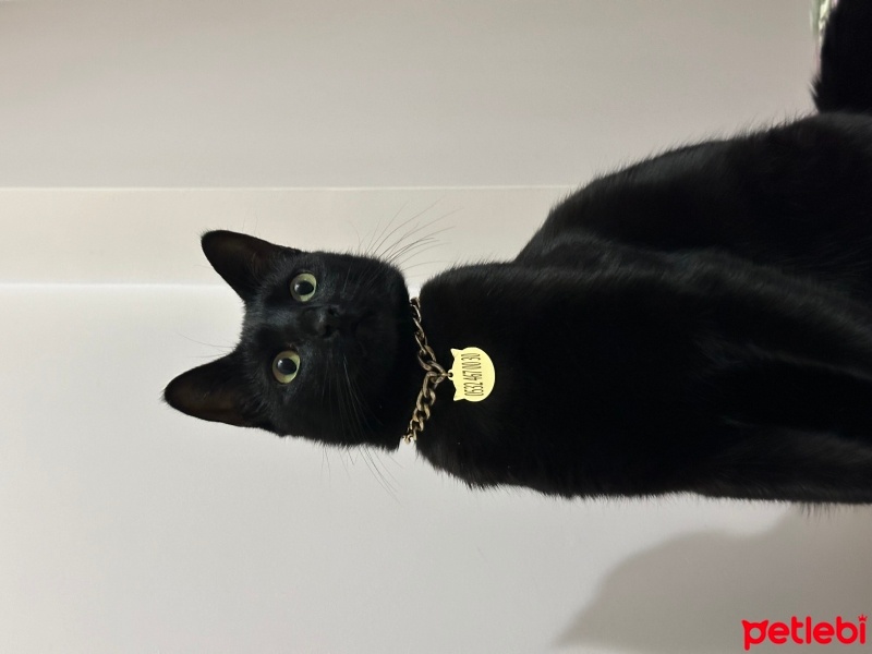 Tekir Kedi, Kedi  Şila ve zeytin fotoğrafı