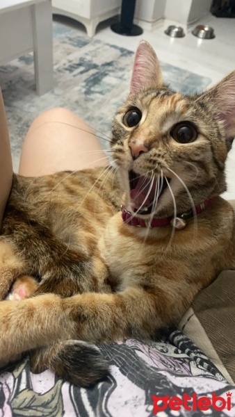 Tekir Kedi, Kedi  bal fotoğrafı