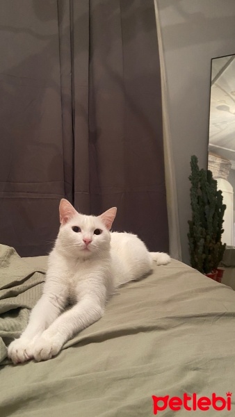Ankara Kedisi, Kedi  Sütlaç fotoğrafı