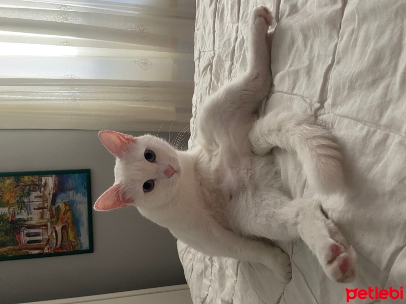 Ankara Kedisi, Kedi  Sütlaç fotoğrafı