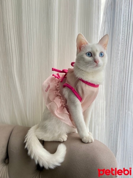 Ankara Kedisi, Kedi  Sütlaç fotoğrafı
