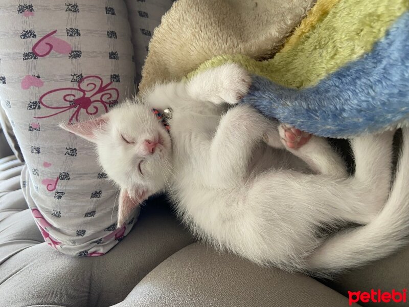 Ankara Kedisi, Kedi  Sütlaç fotoğrafı