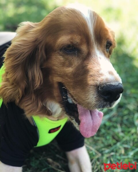 Amerikan Cocker Spaniel, Köpek  Barnie fotoğrafı