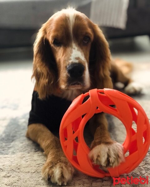 Amerikan Cocker Spaniel, Köpek  Barnie fotoğrafı