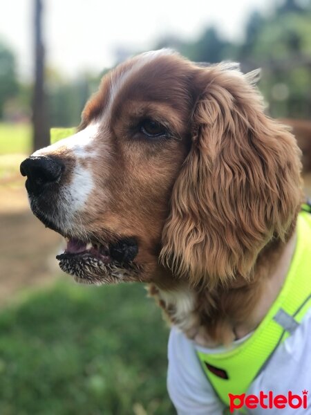 Amerikan Cocker Spaniel, Köpek  Barnie fotoğrafı