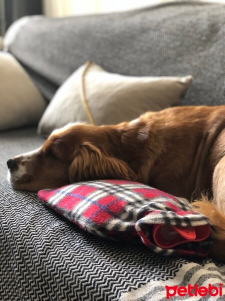 Amerikan Cocker Spaniel, Köpek  Barnie fotoğrafı