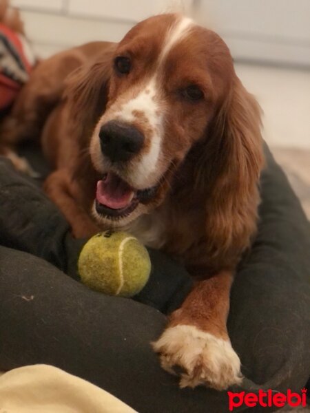 Amerikan Cocker Spaniel, Köpek  Barnie fotoğrafı