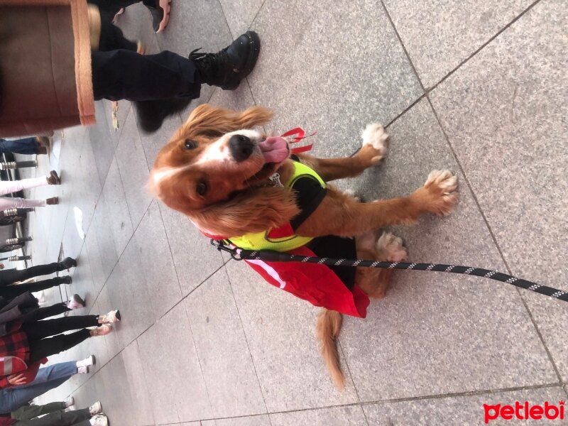 Amerikan Cocker Spaniel, Köpek  Barnie fotoğrafı