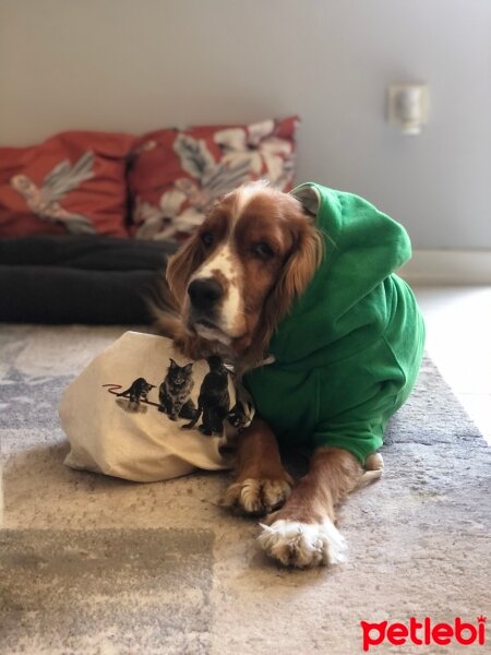 Amerikan Cocker Spaniel, Köpek  Barnie fotoğrafı