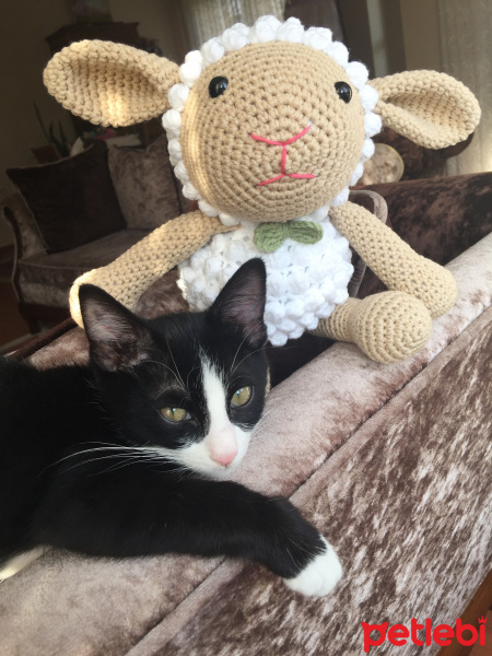 Tekir Kedi, Kedi  Alex fotoğrafı