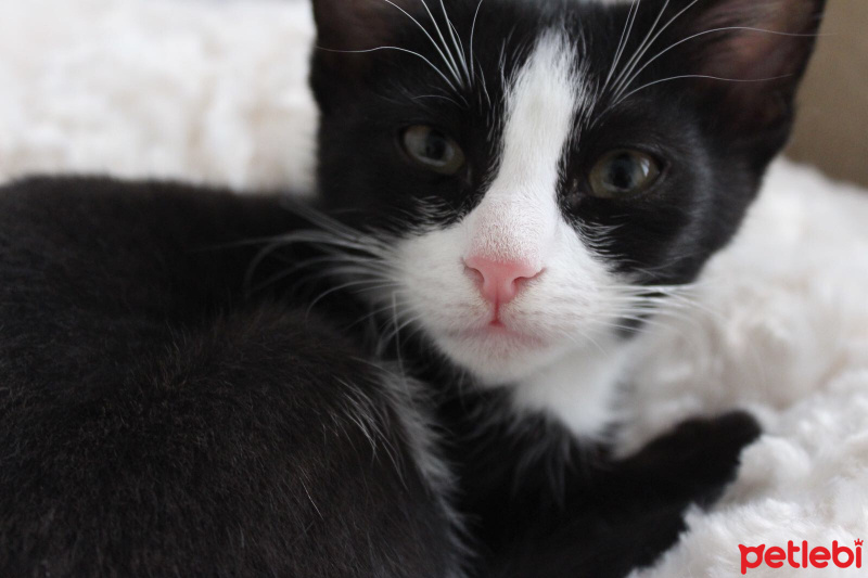 Tekir Kedi, Kedi  Alex fotoğrafı