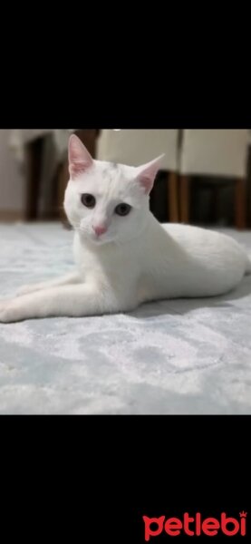 Ankara Kedisi, Kedi  pisala fotoğrafı