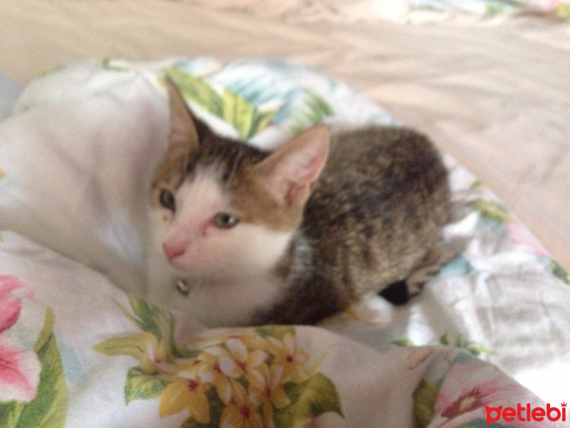 Tekir Kedi, Kedi  Sky fotoğrafı