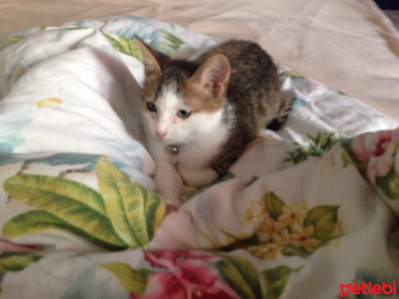 Tekir Kedi, Kedi  Sky fotoğrafı