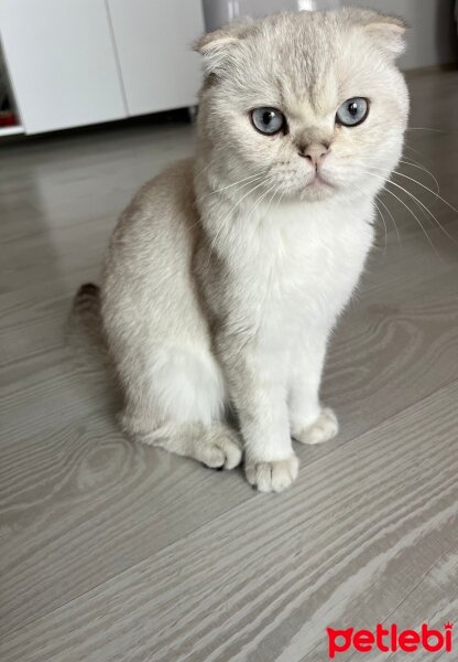 Scottish Fold, Kedi  Kandemir fotoğrafı