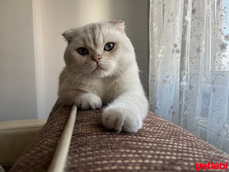 Scottish Fold, Kedi  Kandemir fotoğrafı