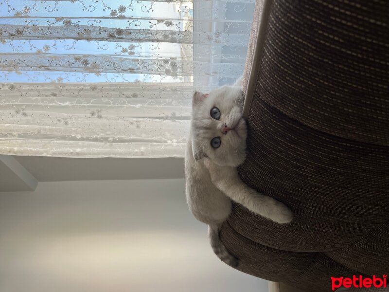 Scottish Fold, Kedi  Kandemir fotoğrafı