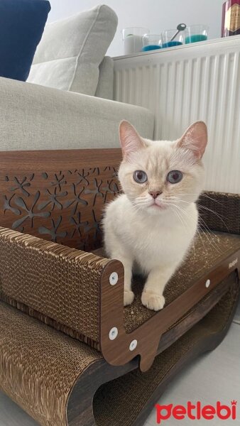 Scottish Fold, Kedi  Gery fotoğrafı