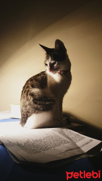 Tekir Kedi, Kedi  Kiwi fotoğrafı