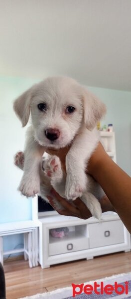 Maltese, Köpek  LEYDİ fotoğrafı