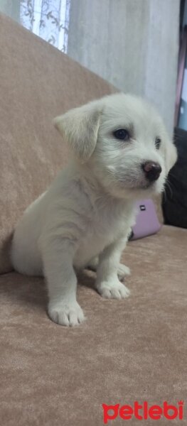 Maltese, Köpek  LEYDİ fotoğrafı