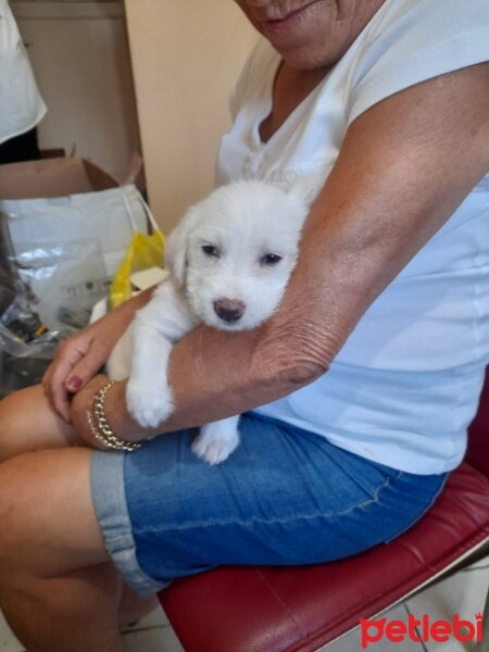 Maltese, Köpek  LEYDİ fotoğrafı