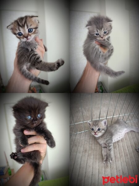 Scottish Fold, Kedi  Yavru fotoğrafı