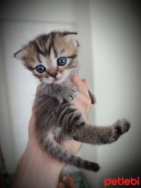 Scottish Fold, Kedi  Yavru fotoğrafı