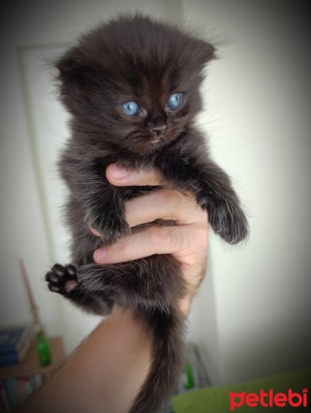 Scottish Fold, Kedi  Yavru fotoğrafı